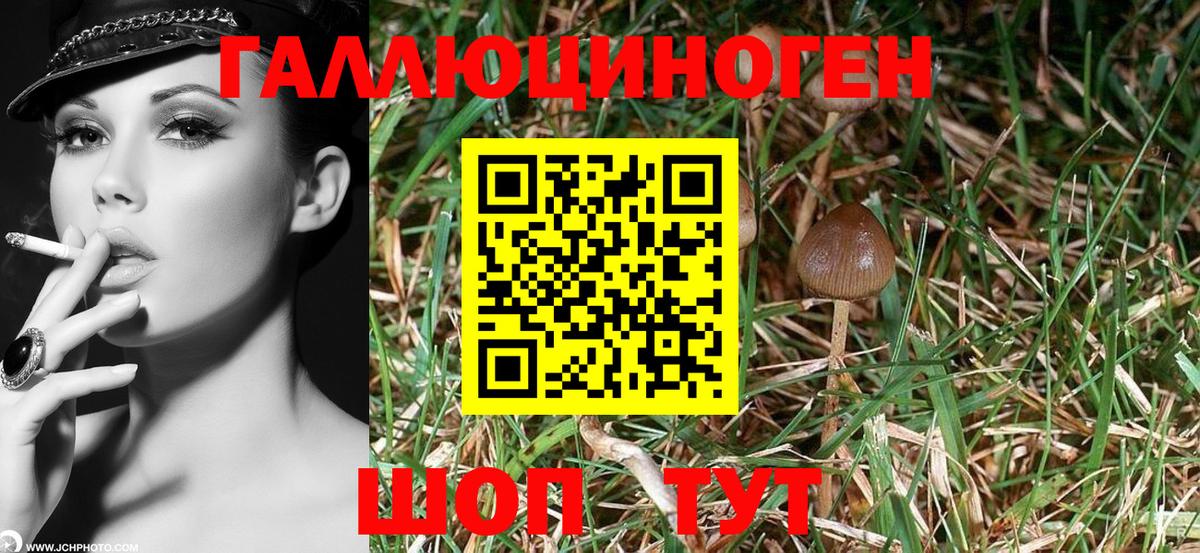 Будённовск  Галлюциногенные грибы GOLDEN TEACHER  Вход с VPN 